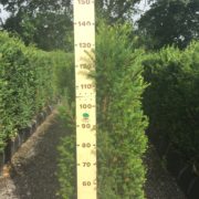 Taxus baccata hedging