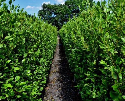 Griselinia Instant Hedge