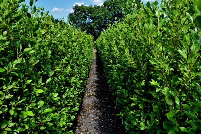 Griselinia Instant Hedge