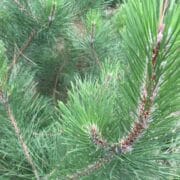 Black Pine