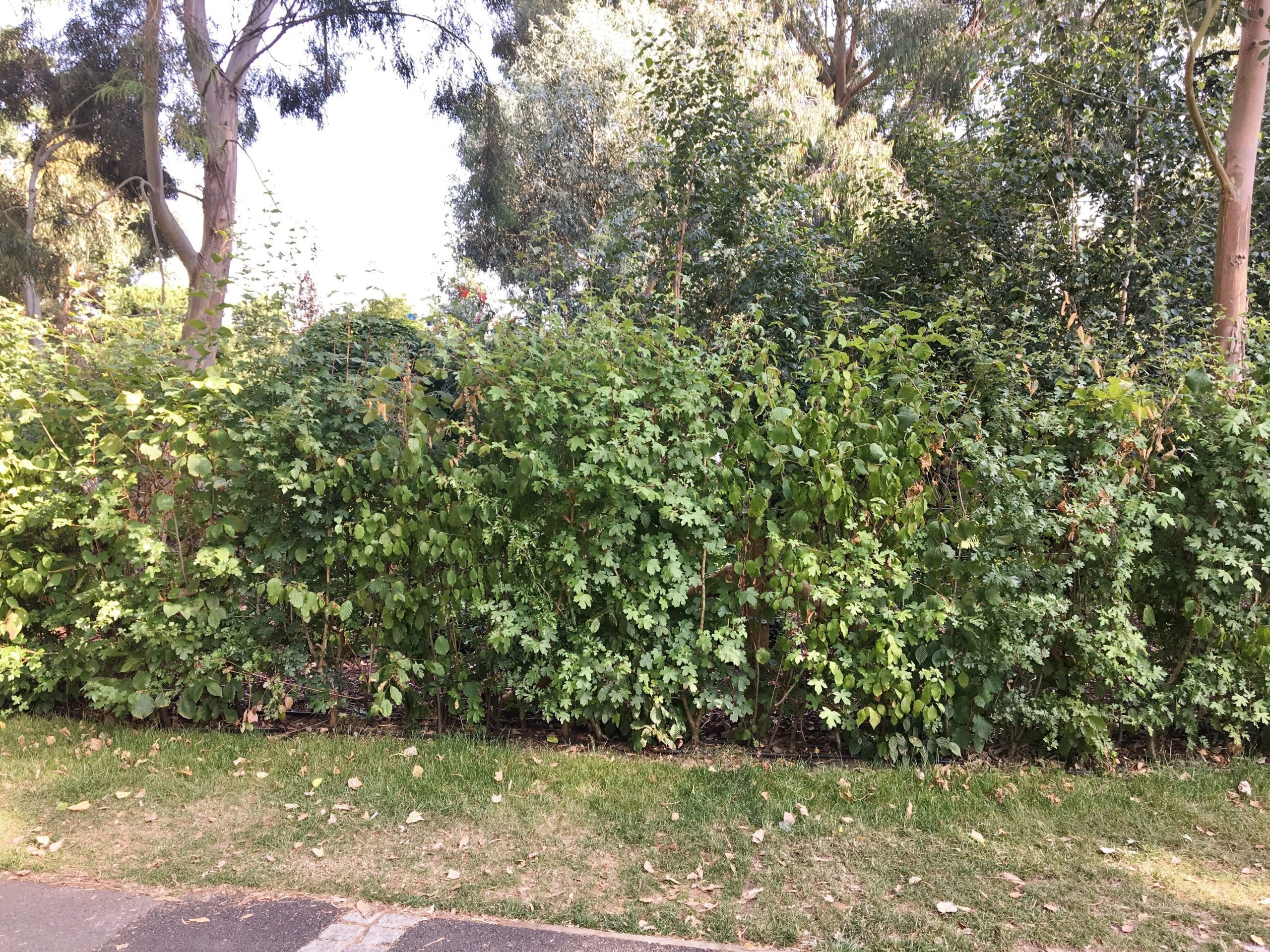 mixed native hedging