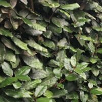 Elaeagnus leaf detail evergreen instant hedge