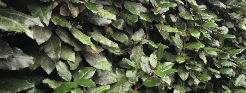 Elaeagnus leaf detail evergreen instant hedge