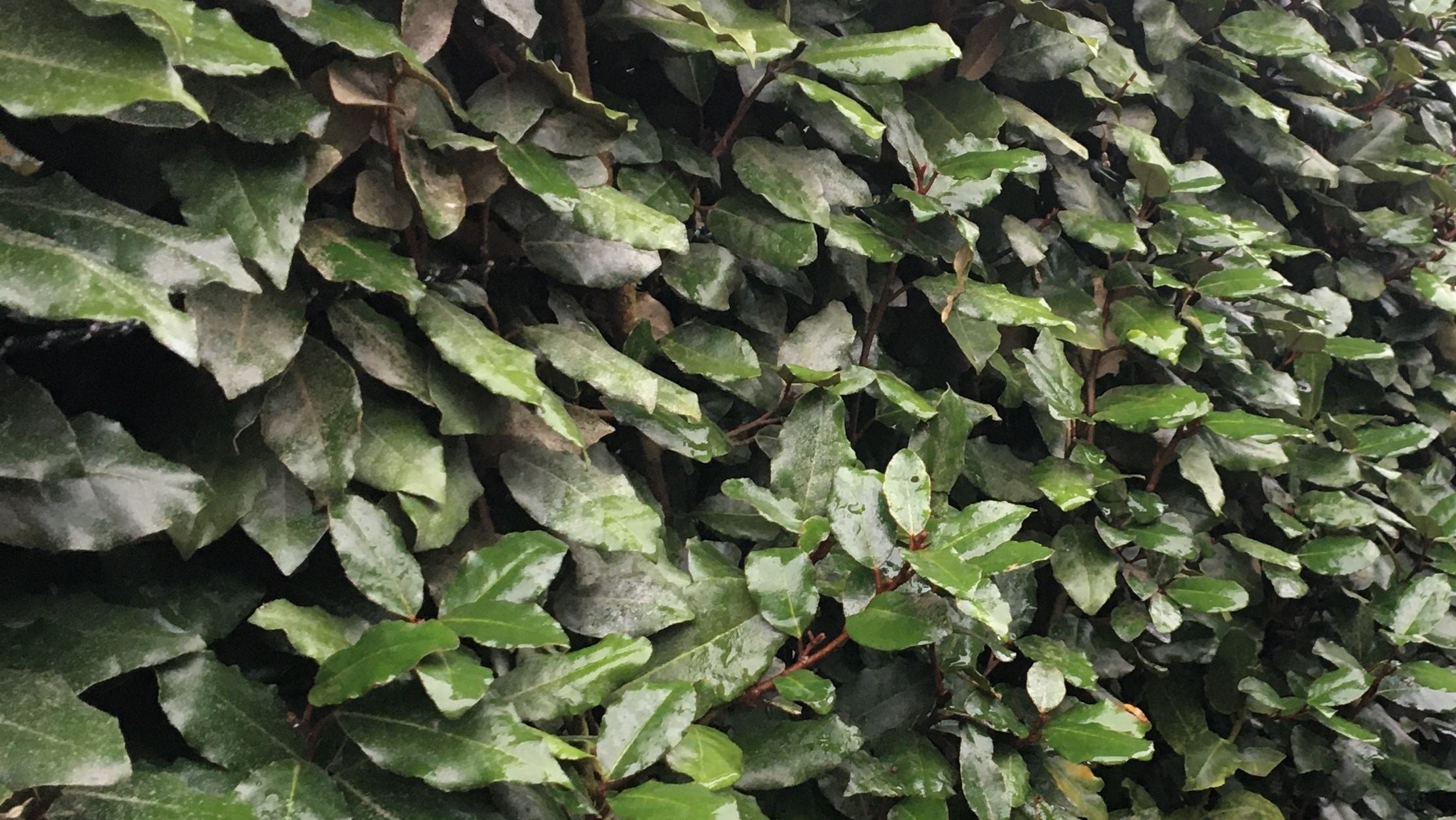 Elaeagnus leaf detail evergreen instant hedge
