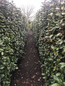 Mature hedging growing at our hedge nursery in Iver, Buckinghamshire
