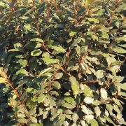 Elaeagnus instant hedge is great for coastal locations