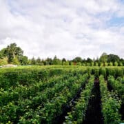 Practical Instant Hedge growing in Iver