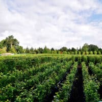 Practical Instant Hedge growing in Iver