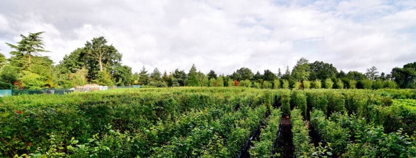 Practical Instant Hedge growing in Iver