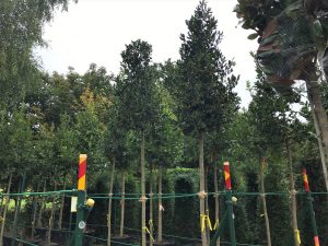 Screening trees create garden privacy