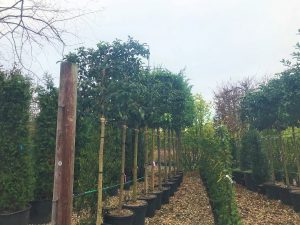 Pleached Trees are good for creating privacy