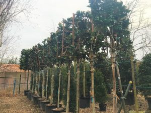 Create privacy using pleached trees