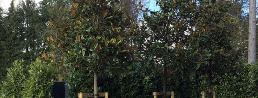 Large trees newly planted in a garden