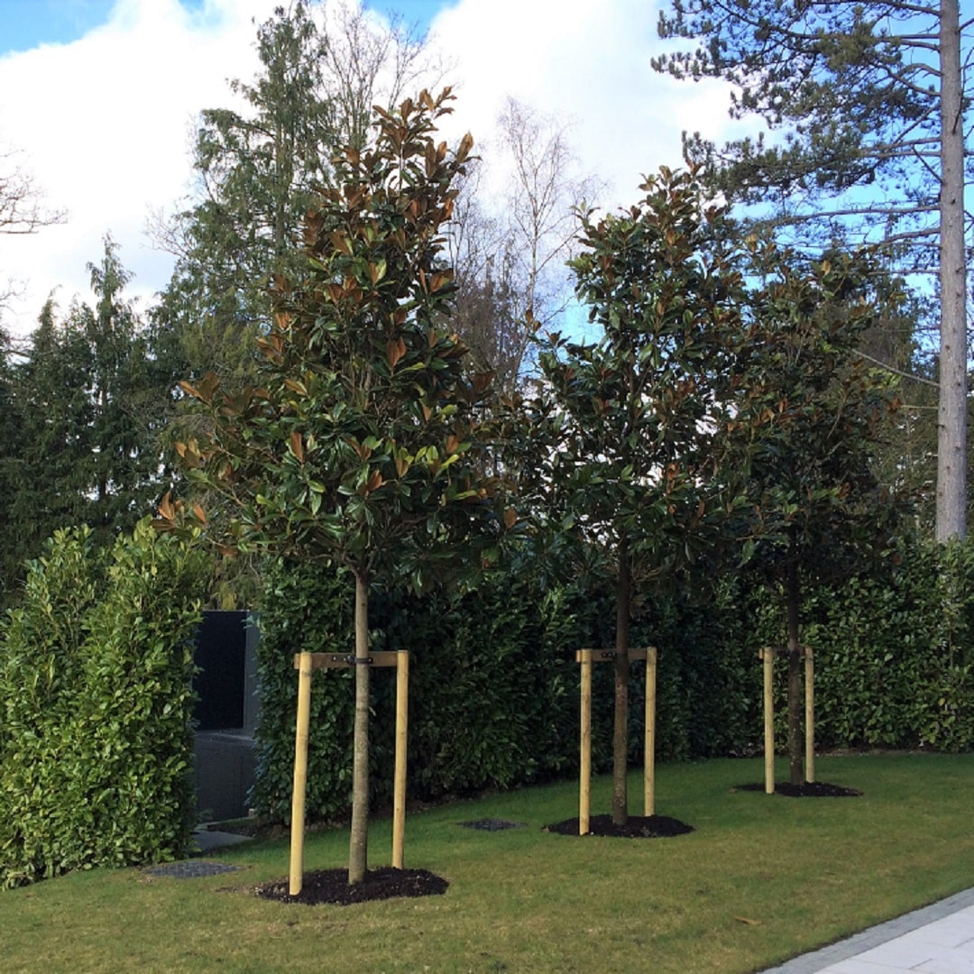 Large trees newly planted in a garden