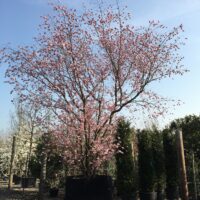 Flowering Cherry Tree