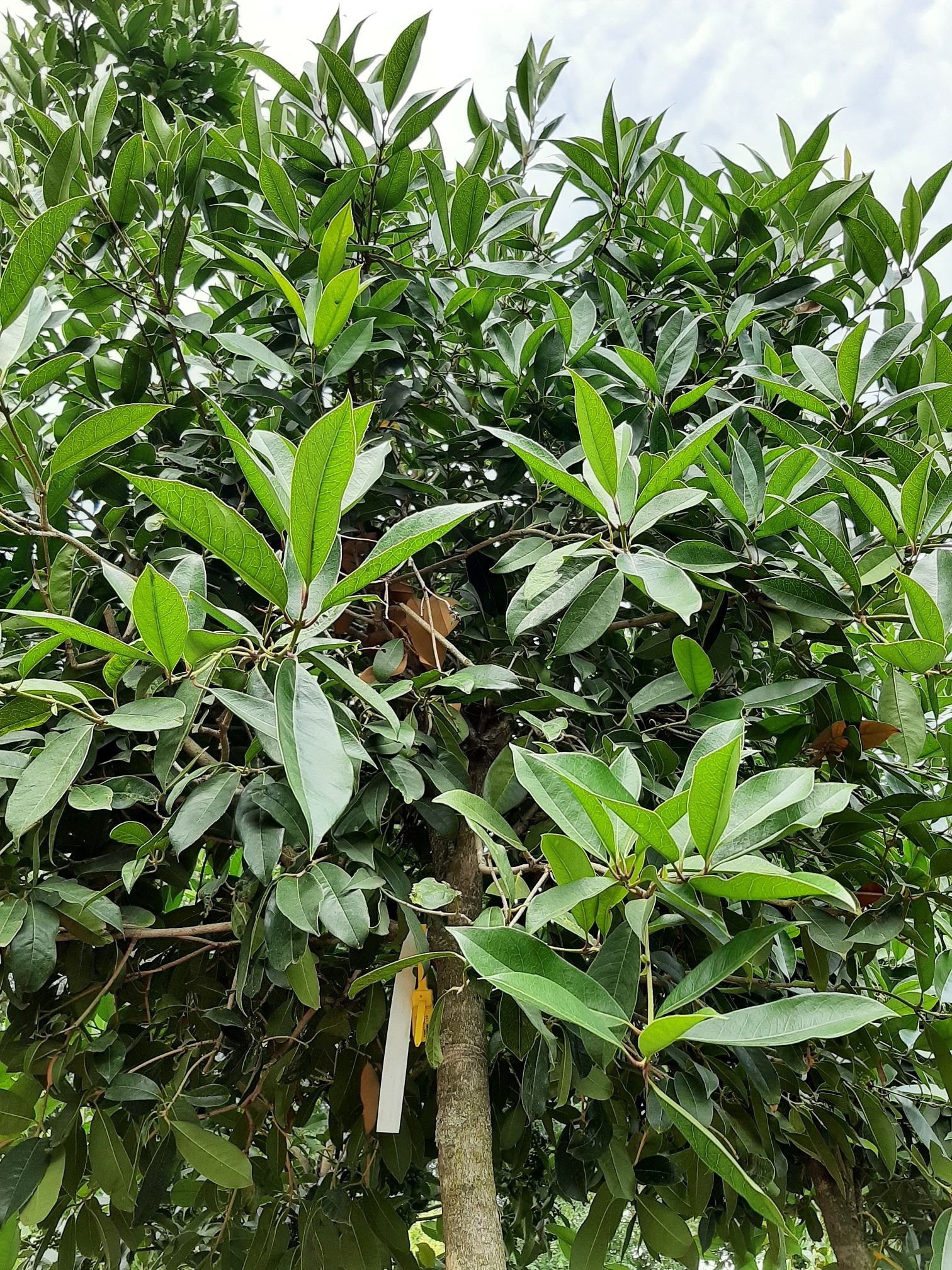 The oval evergreen crown of this small tree gives privacy