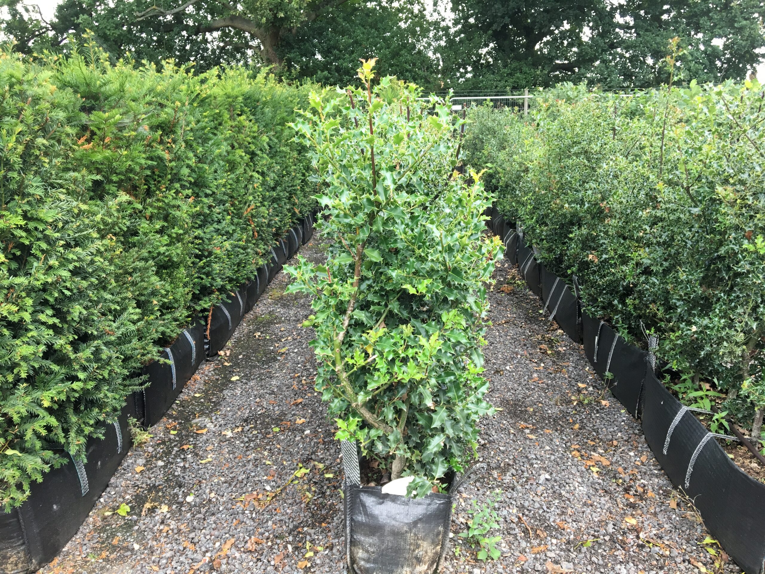 Holly Instant Hedge