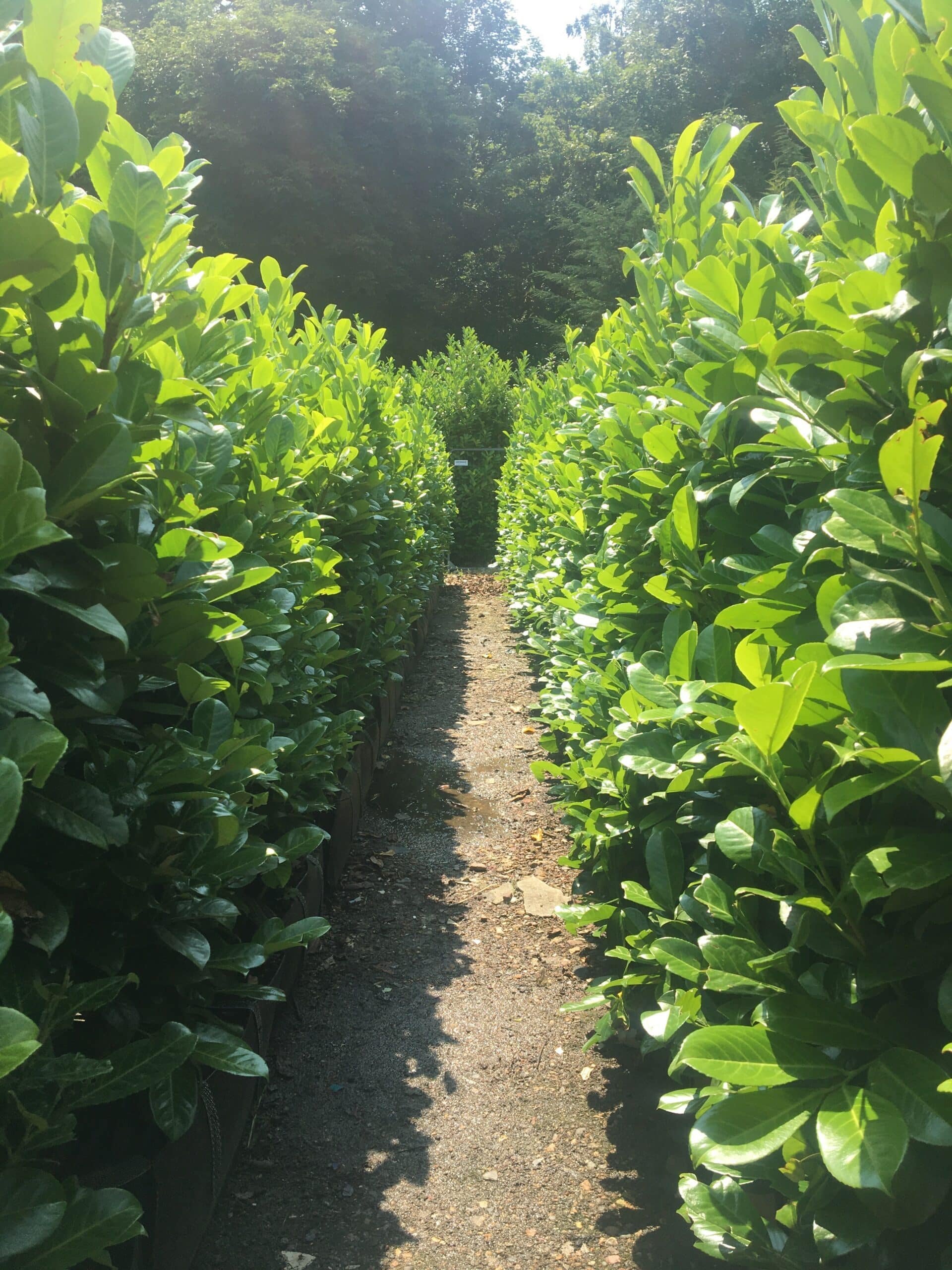 Common Laurel Instant Hedge