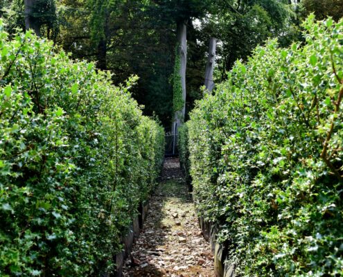 Holly Instant Hedge