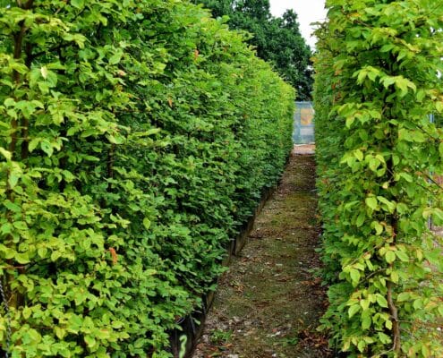 Hornbeam Instant Hedge