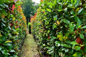 Photinia Instant Hedge