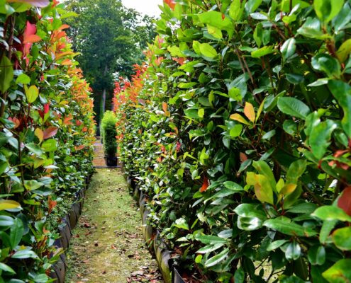 Photinia Instant Hedge