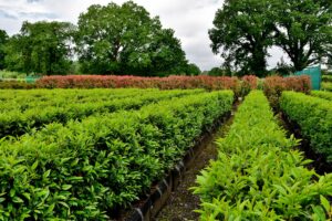 Portuguese Laurel Instant Hedge