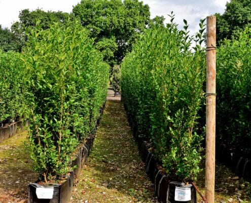 Privet Instant Hedge