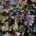Purple Beech Instant Hedge