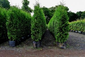 White Cedar Instant Hedge 1.8m high