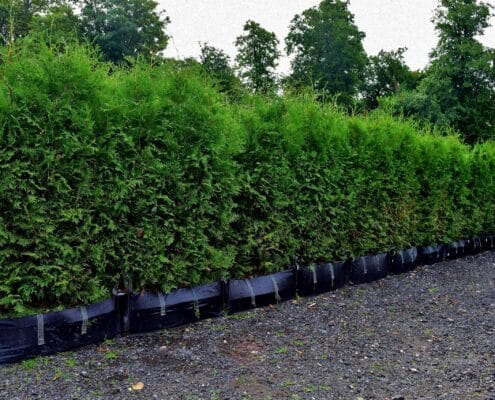 White Cedar Instant Hedge 1.8m high