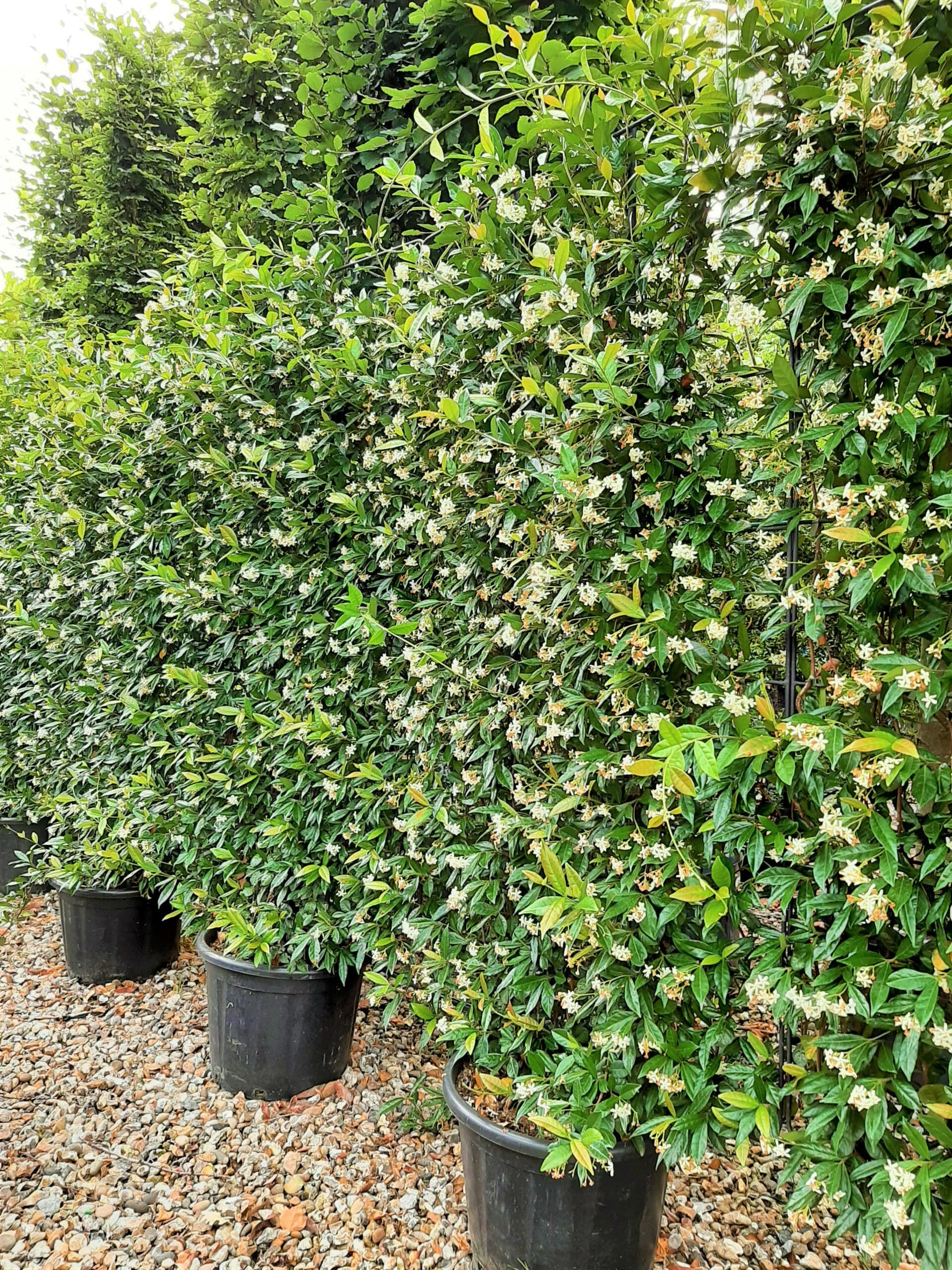 Star Jasmine