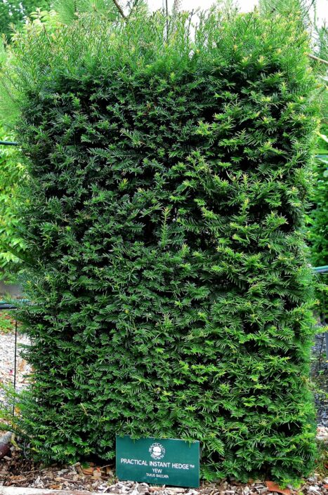 Yew Instant Hedge