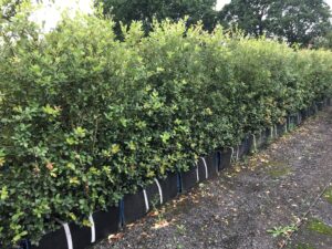 Holm Oak Instant Hedge