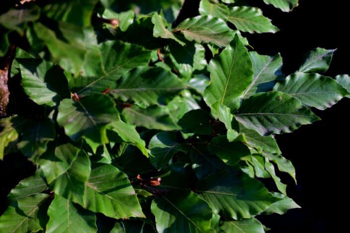 Beech Instant Hedge