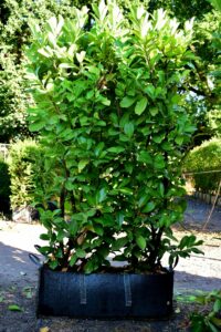 Common Laurel Instant Hedge