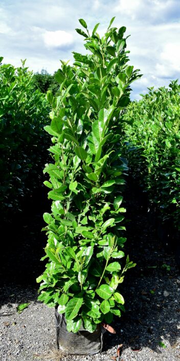 Common Laurel Instant Hedge