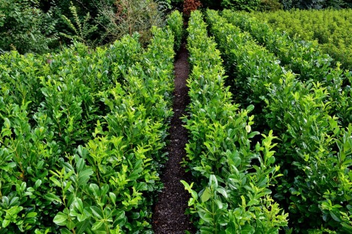 Common Laurel Instant Hedge