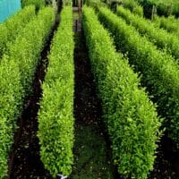 Griselinia Instant Hedge