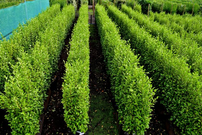 Griselinia Instant Hedge