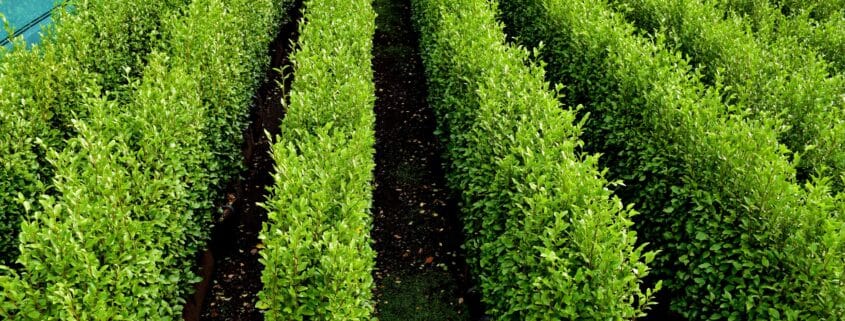 Griselinia Instant Hedge