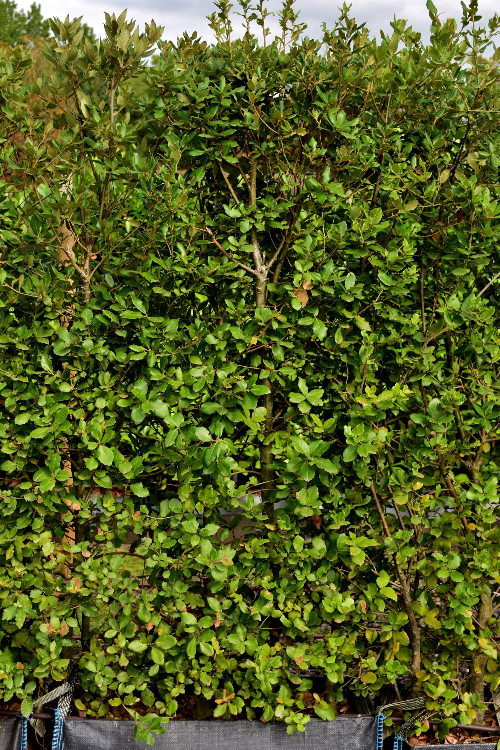 Holm Oak Instant Hedge