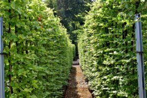 Hornbeam Instant Hedge