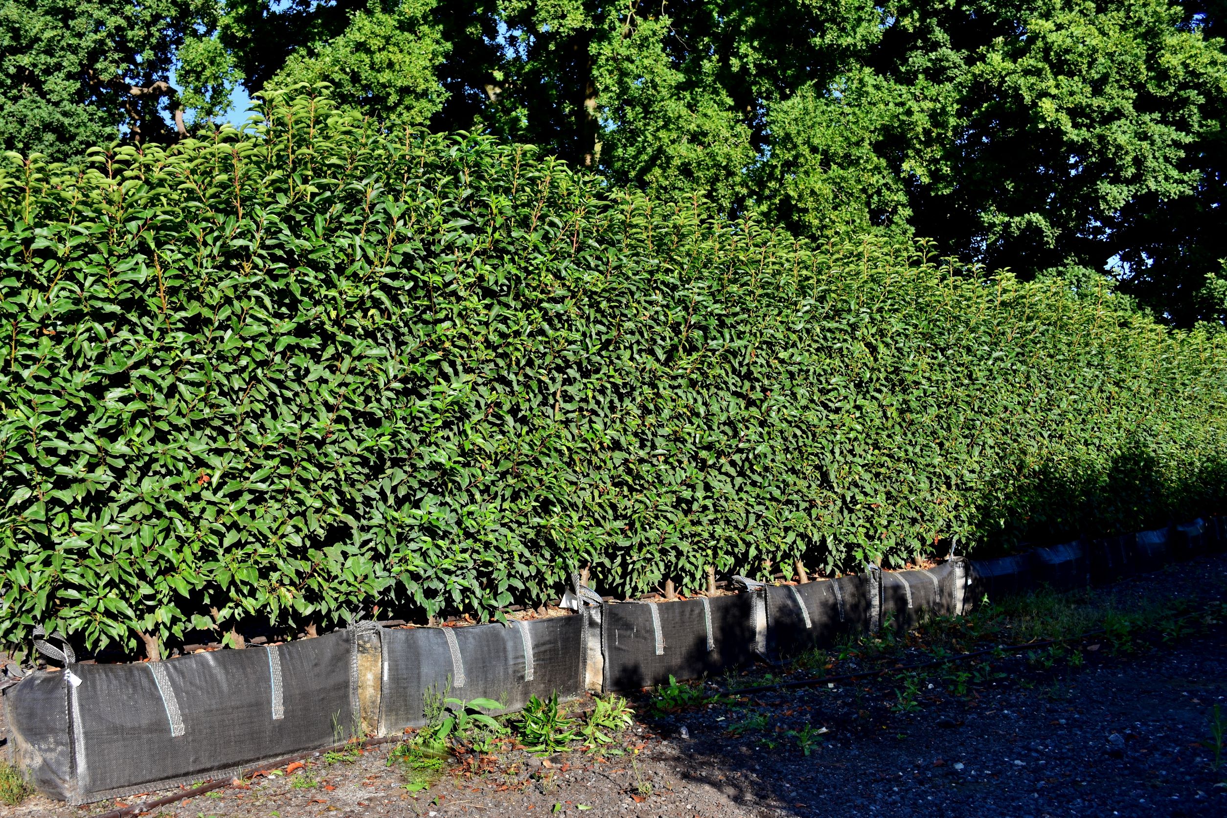 Portuguese Laurel Instant Hedge