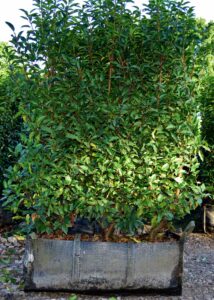 Portuguese Laurel Instant Hedge