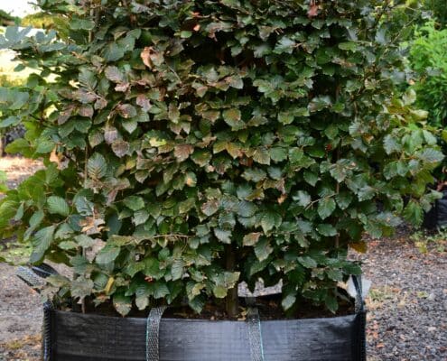 Purple Beech Instant Hedge