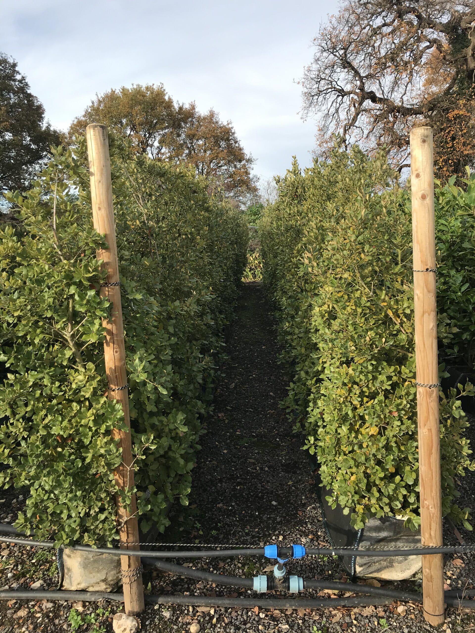 Holm Oak Instant Hedge