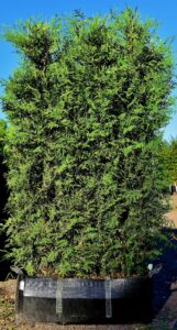 White Cedar Instant Hedge