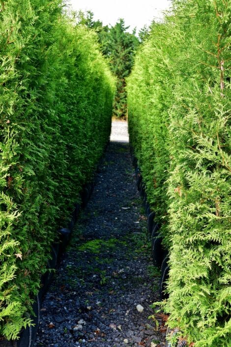 White Cedar Instant Hedge