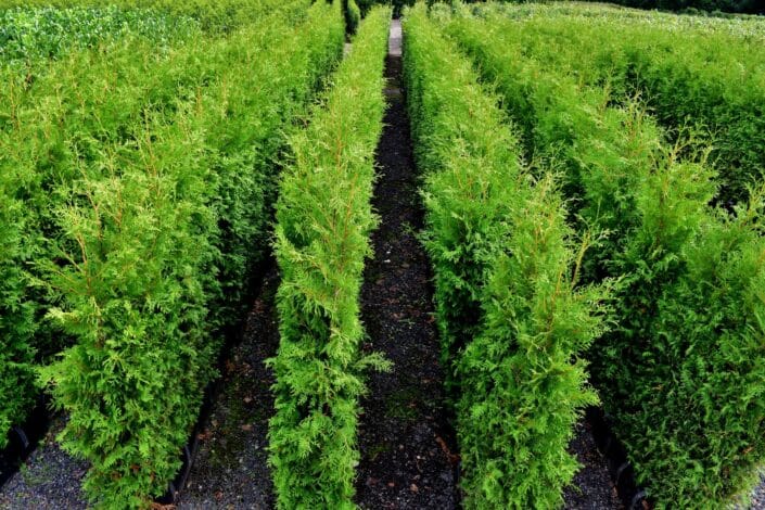 White Cedar Instant Hedge